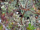 Cladonia deformis image
