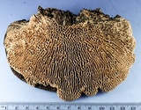 Daedalea quercina image
