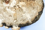 Daedalea quercina image