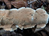 Merulius tremellosus image