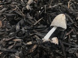 Coprinellus flocculosus image