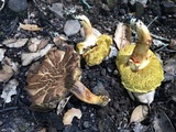 Boletus subtomentosus image