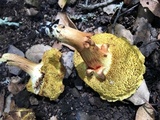 Boletus subtomentosus image