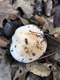 Hebeloma crustuliniforme image