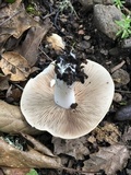 Hebeloma crustuliniforme image
