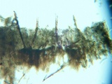 Veluticeps fimbriata image