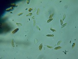 Veluticeps fimbriata image
