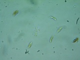 Veluticeps fimbriata image