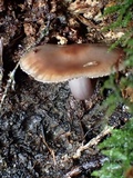 Cortinarius decipiens image