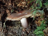 Cortinarius decipiens image