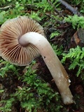 Cortinarius decipiens image