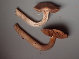 Cortinarius decipiens image