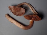 Cortinarius decipiens image