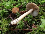 Inocybe abjecta image