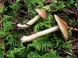 Inocybe abjecta image