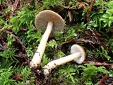 Inocybe abjecta image