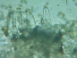 Inocybe abjecta image