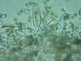 Inocybe abjecta image