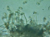 Inocybe abjecta image