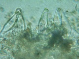 Inocybe abjecta image