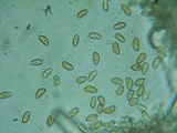 Inocybe abjecta image