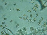 Inocybe abjecta image
