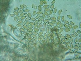 Inocybe abjecta image