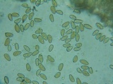 Inocybe abjecta image