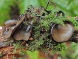 Pseudoplectania melaena image
