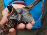 Pseudoplectania melaena image