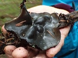 Pseudoplectania melaena image