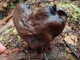 Gyromitra infula image