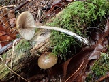 Entoloma hirtipes image
