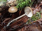 Entoloma hirtipes image