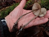 Entoloma hirtipes image