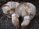 Tricholoma fracticum image