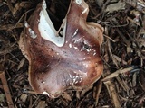 Tricholoma fracticum image