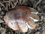 Tricholoma fracticum image