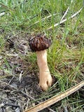Morchella populiphila image