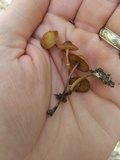 Conocybe rugosa image