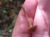 Conocybe rugosa image