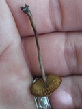 Conocybe rugosa image