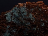 Byssocorticium atrovirens image