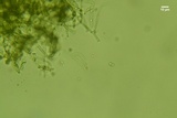 Byssocorticium atrovirens image