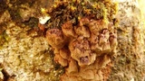 Fuscoporia ferruginosa image