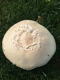 Agaricus arvensis image