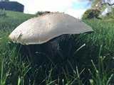 Agaricus arvensis image