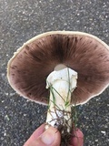 Agaricus arvensis image