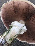 Agaricus arvensis image
