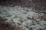 Cladonia subtenuis image